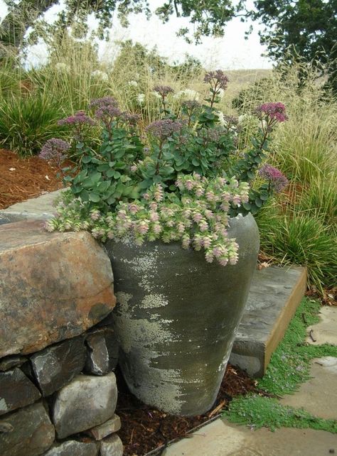 Origanum rotundifolium 'Kent Beauty' with Sedum telephium 'Matrona' Autumn Fire Sedum, Miscanthus Morning Light, Sedum Autumn Joy, Sedum Sarmentosum, Sedum Purple Emperor, Deer Resistant Garden, Sedum Telephium 'purple Emperor', Patio Landscaping, Garden Elements