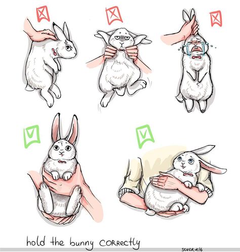 Please Hold The Bunny Correctly. http://ift.tt/2hAGdct 4h Rabbit Showing, Rabbit Essentials List, Bunny Essentials, Bunny Care Tips, Rabbit Types, Bunny Things, Pet Rabbit Care, Bunny Hutch, Rabbit Stuff