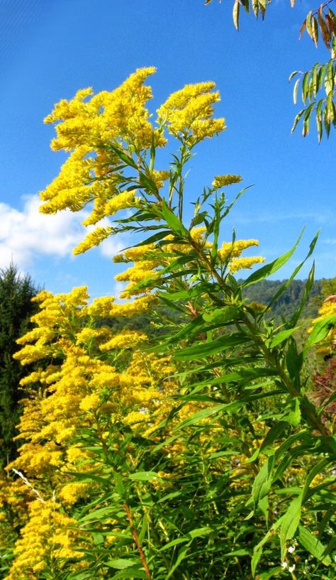 Michigan Foraging, Foraged Crafts, Medicinal Weeds, Herb Life, Natural Remedies For Allergies, Edible Wild Plants, Allergy Remedies, Herb Gardening, Golden Rod