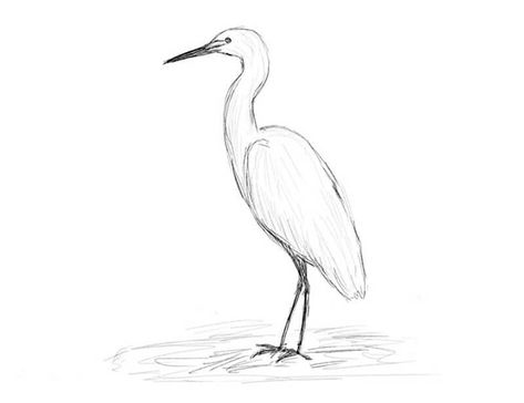 How to draw a heron. Step-by-step drawing tutorial. How To Draw A Heron, Heron Drawing, Children Stories, Grey Heron, Step Drawing, Blue Heron, Watercolor Drawing, Learn How To Draw, Drawing Lessons