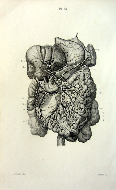 Vintage ANATOMY internal organs engraving 1852 by LyraNebulaPrints Dark Anatomy Aesthetic, Organs Reference, Anatomy Astethic, Vintage Anatomy Illustration, Organs Art, Vintage Medical Art, Anatomy Aesthetic, Medical Drawings, Anatomy Illustration