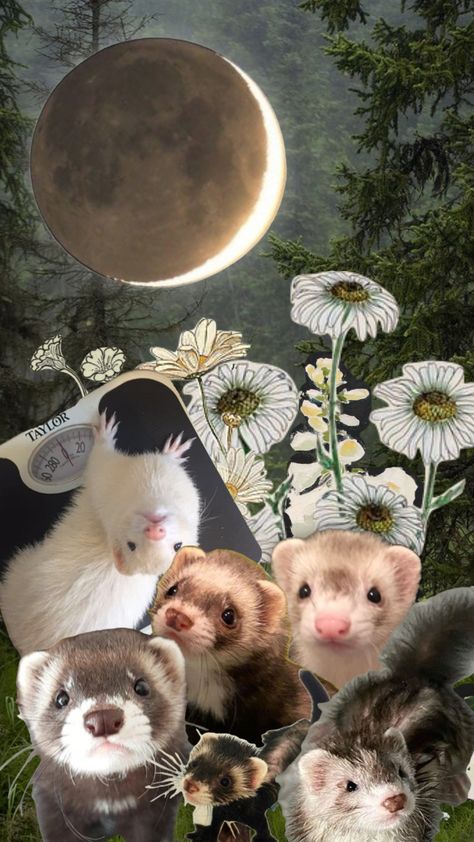 Pet Aesthetic, Aesthetic Animals, Funny Ferrets, Pet Ferret, Cute Ferrets, Iphone Wallpaper Vintage, Homescreen Wallpaper, Nature Backgrounds, Cute Friends