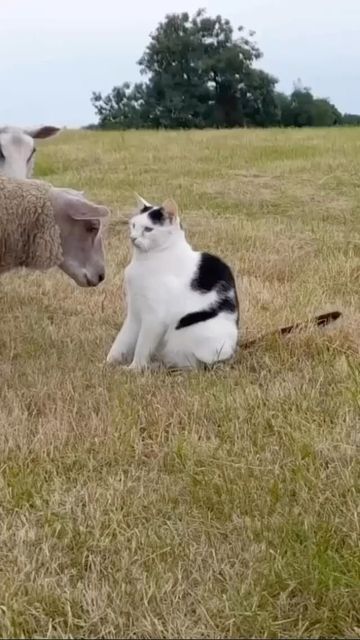 Funniest Animal Videos, Funniest Cats, Dogs Video, Funniest Animals, Cat And Dog Videos, Animals Friendship, Animal Antics, Funny Cats And Dogs, Animal Behavior