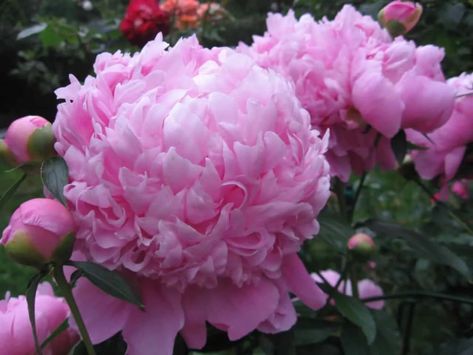 Flowering Shrubs For Shade, Zone 6 Plants, Peony Poppy, Summer Blooming Flowers, Shade Loving Shrubs, Long Blooming Perennials, Shade Loving Perennials, Deer Resistant Plants, Most Popular Flowers