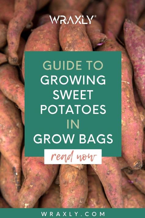 Potatoes In Grow Bags, Planting Sweet Potatoes, Diy Grow Bags, Grow Sweet Potatoes, Sweet Potato Slips, Container Potatoes, Sweet Potato Plant, Growing Sweet Potatoes, Growing Veggies