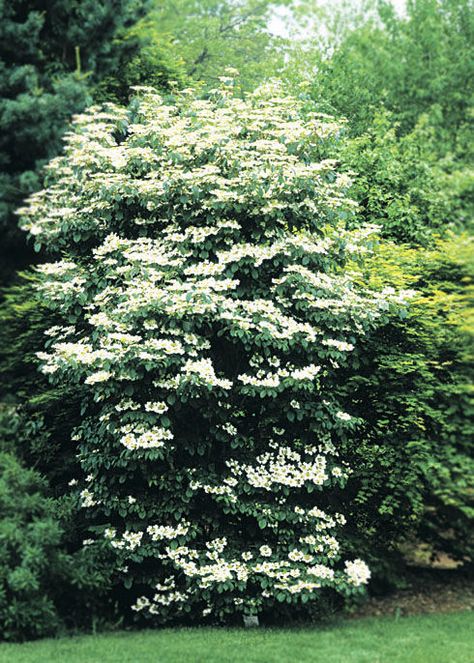 Farmhouse Gardens, Summer Snowflake, Shrub Border, Viburnum Plicatum, Courtyard Plants, Tattoo Plant, Shade Shrubs, Garden Shrubs, Fine Gardening