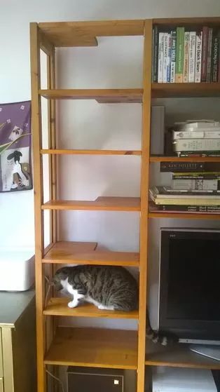 How to Make a Hidden Indoor Cat Ladder Behind a Set of Deep Shelves Cat Climbing Wall, Cat Ladder, Cat Patio, Diy Cat Tree, Cat Wall Furniture, Deep Shelves, Cat Shelves, Cats Love, Cat Climbing