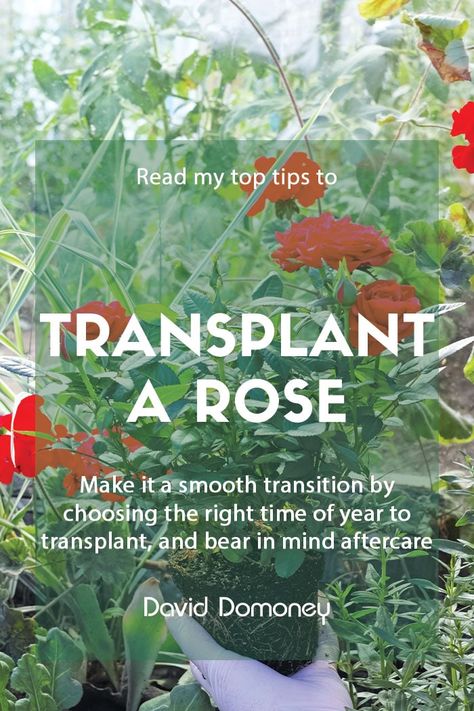 A guide to transplanting a rose - David Domoney When To Transplant Roses, Transplanting Roses, Love Your Garden, Broken Rose, Rose Plant Care, Drift Roses, Rosé Back, Rose Plant, Cottage Gardens