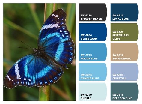 Instantly turn any picture into a palette with ColorSnap, created for you by Sherwin-Williams. Blue Butterfly Color Palette, Colour Wheel Combinations, Photo Papillon, Home Wall Colour, Fly Butterfly, Colour Guard, Color Cube, Pantone Colour Palettes, Color Palette Challenge