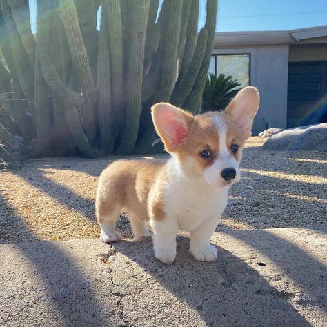 Cute Corgi Puppy, Cutest Puppy Ever, Dogs Trust, Corgi Puppy, Cute Corgi, Pet Hacks, Corgi Dog, Cute Dogs And Puppies, Cute Animal Photos