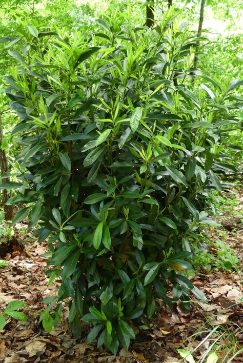 Prunus laurocerasus 'Schipkaensis' (Cherrylaurel, Cherry Laurel, Schipka Cherry Laurel, Schip Laurel, Skip Cherry Laurel, Skip Laurel) | North Carolina Extension Gardener Plant Toolbox Schip Laurel, Laurel Bush, Skip Laurel, Clematis Paniculata, Cherry Laurel, Prunus Laurocerasus, Small Evergreen Shrubs, Broadleaf Evergreen, Soil Texture