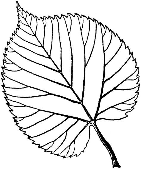 American Linden Leaf Fall Leaves Coloring Pages, Linden Leaf, Printable Leaves, Leaf Coloring Page, Autumn Leaf Color, Embroidery Leaf, Linden Tree, Tree Coloring Page, Leaf Clipart