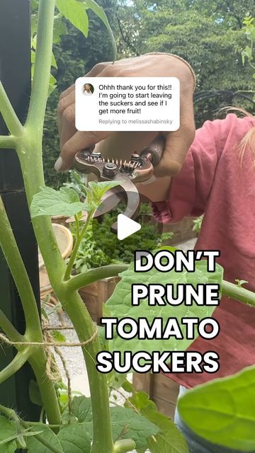 Nicole Johnsey Burke on Instagram: "Tomato Pruning Drama😱

When I first started gardening, I didn’t prune my tomatoes at all.

Then I started to follow all the rules and pruned all the suckers. 

The first way resulted in just leaves.

The second resulted in just a few fruit. 

I figured out a better way-prune the leaves but leave the suckers. 

This meant all the energy goes to more fruit and each sucker will produce fruit with enough time. 

If you want BIGGER tomatoes, prune the suckers. 

But if you want MORE tomatoes, prune the leaves. 

After I figured this out, I get SOOO many tomatoes, and so can you! The key is to leave the suckers and prune the leafy branches.

Prune like this about once a week. And remember, only trim the bottom third so your plant still has plenty of shade on How To Prune Tomato Plants, Trimming Tomato Plants, Tomato Suckers, Pruning Tomato Plants, Tomato Pruning, Cherry Tomato Plant, Tomato Trellis, Big Tomato, Edible Gardens