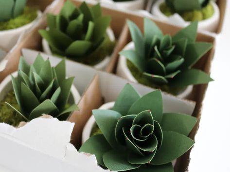 Learn how to make adorable paper succulents with this super easy tutorial and you'll never have to worry about killing your plants again! Forget your green thumb, all you need to take care of these plants is a glue gun! Paper Carnations, Plants Classroom, Paper Succulents, Paper Plants, Paper Bouquet, Paper Quilling Designs, How To Make Paper Flowers, Floral Tape, Gift Toppers