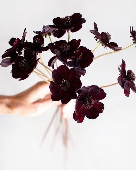 PHILIPPA CRADDOCK on Instagram: "I always think of Chocolate Cosmos as the most perfect autumnal bridal flower; with their deep, warm tones, their delicacy of movement and shape, and of course their incredible, gentle chocolate fragrance. #philippacraddock #cosmos #chocolatecosmos" Philippa Craddock, Summer Stem, Chocolate Cosmos, Early Spring Flowers, Goth Garden, Cosmos Flowers, Hand Tied Bouquet, Flower Farmer, Hand Tie