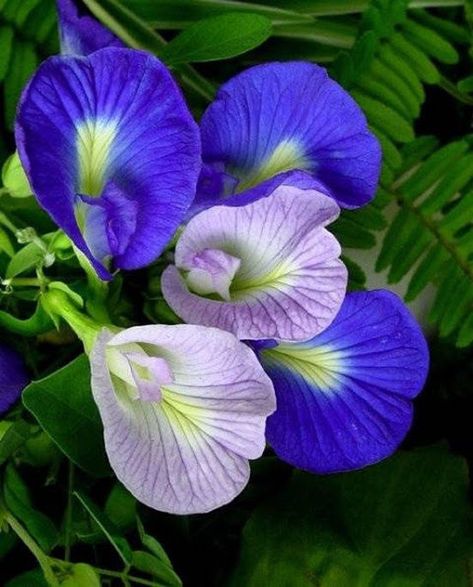 How to Grow Butterfly Pea Vine In Pots and care for them. Grow Butterflies, Flower Garden Plans, Indoor Flowering Plants, Garden Vines, Butterfly Pea Flower, Plants For Hanging Baskets, Butterfly Pea, Pea Flower, Unusual Flowers