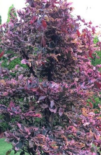 Tri Color Beech Tree, Broomfield Colorado, Fagus Sylvatica, Copper Beech, Patio Trees, Colorado Landscape, View Landscape, Beech Tree, Beautiful Trees