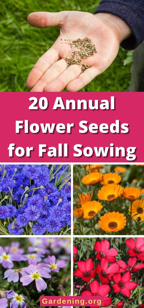 Flower Seeds To Plant In Fall, Fall Planting Perennials, Larkspur Plant, Planting Flowers From Seeds, Garden Redesign, Winter Sowing, Fall Crops, Gardening Food, Clover Seed