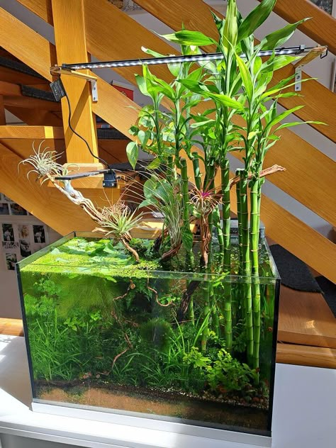 Update On "Bamboo" Tank With Blooming Air Plant Riparium Tanks, Planted Fish Tank Aquascaping, Bamboo Aquascape, Boho Fish Tank, Bamboo Fish Tank, Shrimp Tank Aquascape, Fish Tank With Plants, Bamboo Aquarium, Riparium Ideas