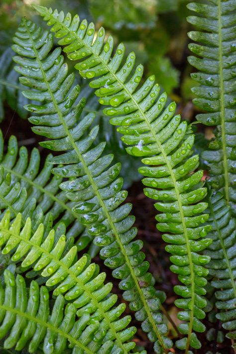 Pacific Northwest Native Plant Profile: Deer Fern (Blechnum spicant) | Real Gardens Grow Natives Pacific Northwest Native Plants, Blechnum Spicant, Pacific Northwest Tattoo, Northwest Native Plants, Deer Fern, Sequoia Sempervirens, Evergreen Ferns, Thuja Plicata, Northwest Landscaping