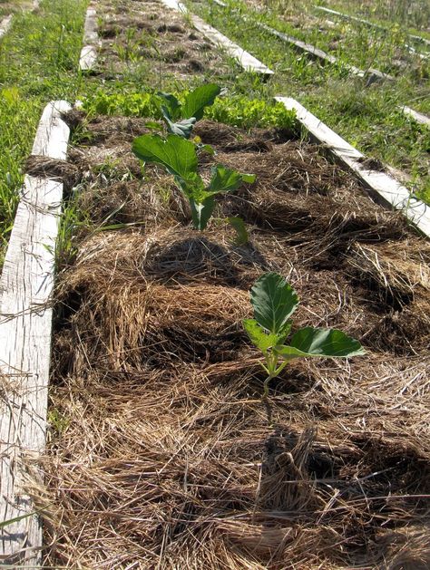 Should You Use Hay as Mulch in Your Garden? ~ Kaits Garden Hay Garden, Straw Mulch, Plants For Raised Beds, Straw Bale Gardening, Spice Garden, Compost Soil, Garden Compost, Desert Garden, Earthworms