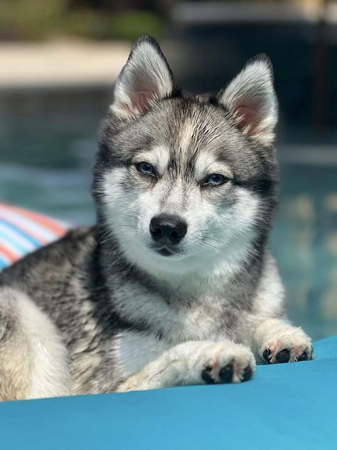 Alaskan Klee Kai | My little water dog, Mr Alaskan Klee Kai, Purebred Dogs, Water Dog, Funny Animal Jokes, Losing A Dog, Dog Sledding, Animal Jokes, Cuteness Overload, Husky