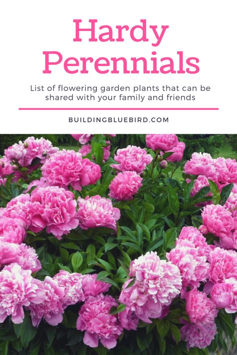 Create an english garden by adding these hardy perennials to your garden bed. As they grow, share them with friends & transplant throughout your yard! Low Maintenance Perennials, Perennials Low Maintenance, Long Blooming Perennials, Flowering Bushes, Full Sun Perennials, Hosta Plants, Best Perennials, Perennial Shrubs, Shade Perennials