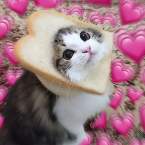 Bread Funny, Cat Bread, Dog Emoji, Funny Compliments, Cute Hearts, Funny Expressions, Happy Birthday Meme, Baby Memes, Cat Icon