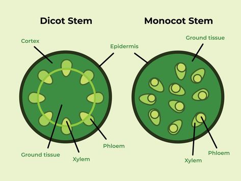 Biology Aesthetic, Plant Anatomy, Anaerobic Respiration, Campbell Biology, Plant Biology, How Draw, Plant Structure, Flat Art, Eye Center