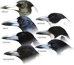 The generic taxonomy of the Australian Magpie and Australo-Papuan butcherbirds is not all black-and-white Rustic Cooking, Australian Magpie, Collingwood Football Club, Bush Tucker, Birds Of Australia, Bird Identification, Nature Journaling, Gardening Backyard, Pretty Fonts