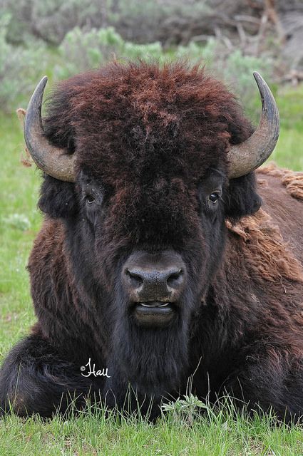 Buffalo Pictures, Bison Photo, Wallpaper Dog Aesthetic, Animals And Pet Supplies, Dog Tattoo Ideas, Buffalo Animal, Buffalo Head, Wallpaper Dog, Buffalo Bison