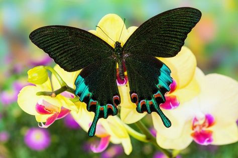 A new study from Cornell University has found that endangered and threatened insects, spiders, and common species that provide ecological services can be easily purchased – without oversight – online. For example, a rare and endangered butterfly known as the Luzon peacock swallowtail, illegal to trade, was found available to purchase from Amazon, pinned in a display box for $110. #endangeredinsects #illegalonlinecommerce #illegalpettrade #illegalanimaltrade Cornell University, Spiders, Ecology, Insects, University, Animals