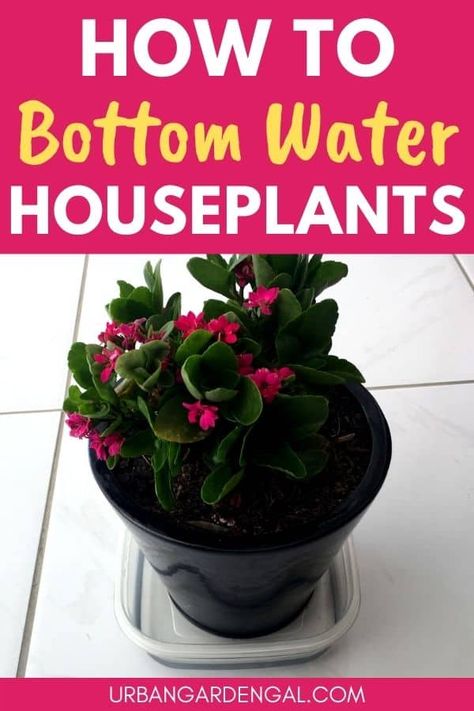 How To Bottom Water Houseplants - Urban Garden Gal Bottom Watering Plants, Safe House Plants, Bottom Watering, Best Bathroom Plants, Houseplants Decor, Potted Plants Outdoor, Self Watering Pots, Spider Plant, Growing Plants Indoors