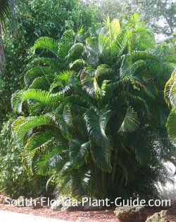 Guide to Florida Landscape Plants for the southern half of the Sunshine State Privacy Palms, Palms For Privacy, Areca Palm Outdoor Landscape, English Backyard, Florida Plants Landscaping, Monument Ideas, Florida Gardens, Florida Trees, Florida Palm Trees