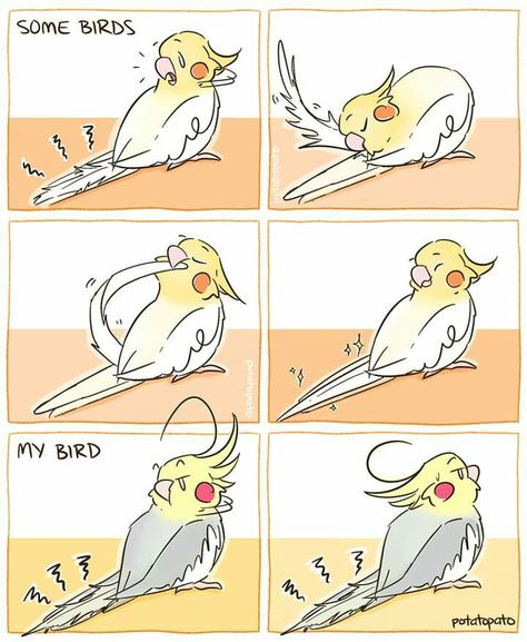 Cockatiel Art, Bird Comic, Hello Photo, Funny Animal Comics, Regnul Animal, Funny Parrots, Funny Birds, Funny Animal Jokes, 웃긴 사진