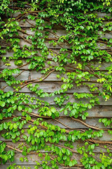 Green creeper on wooden wall background royalty free stock photography Creeper Wall, Wall Background, Vector Artwork, Stock Photography Free, Creepers, Wooden Walls, Wooden Wall, Fence, Stock Photography