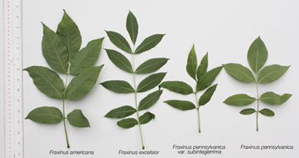 Department of Agriculture | Identifying Ash Trees Ash Leaves, Leaf Identification, Ash Leaf, Tree Id, Tree Identification, Street Trees, Ash Tree, Celtic Tree, Plant Drawing