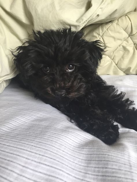 Cavoodle Black, Black Poodle Puppy, Black Maltese, Small Black Dog, Poodle Black, Black Standard Poodle Aesthetic, Yorkie Poodle, Miniature Poodle Black, Mini Schnauzer Puppies