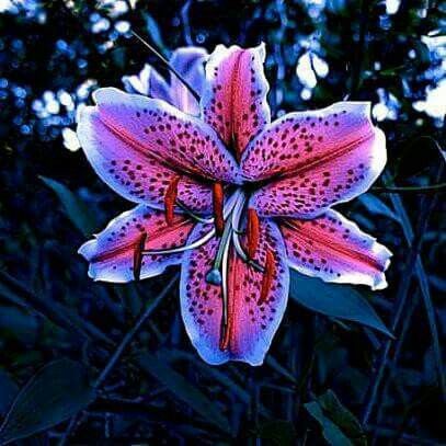 Pink & Blue Tiger Lily Lily Seeds, Lily Tattoo, Most Beautiful Flowers, Favorite Flowers, Facebook Covers, Tiger Lily, Lily Flower, Exotic Flowers, Flower Field