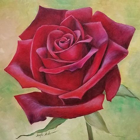 Red Rose Acrylic Painting Tutorial by Angela Anderson on YouTube  https://youtu.be/HOayub3Sm8Y Free Full-Length Video Lessons Online LIVE Twice Weekly! #acrylicpainting #rose #rosepainting #largeflowerseries #floralacrylicpainting #flowerpainting #fredrixcanvas #goldenacrylics #princetonbrushes Red Rose Sketch, Rose Acrylic Painting, Flowers Painting Acrylic, Rose Painting Acrylic, Realistic Flower Drawing, Angela Anderson, Acrylic Rose, Rose Sketch, Acrylic Painting Flowers