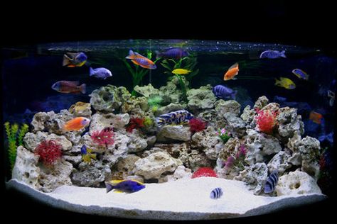 2008 Top 10 Freshwater Tanks - Fantastic colors! African Cichlid Tank, African Cichlid Aquarium, Cichlid Aquarium, Cichlid Fish, Fish Tank Design, Tropical Fish Tanks, Fresh Water Fish Tank, Salt Water Fish, African Cichlids