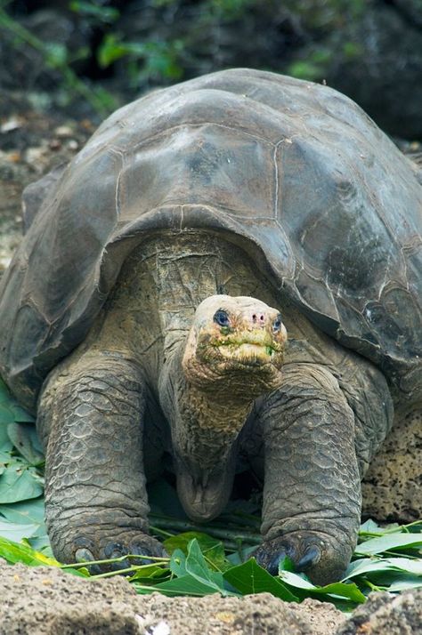 giant turtle   over 100 years old Musk Turtle, Giant Sea Turtle, Giant Turtle, Lizards, Cute Little Animals, Sea Turtle, Turtles, Reptiles, 100 Years