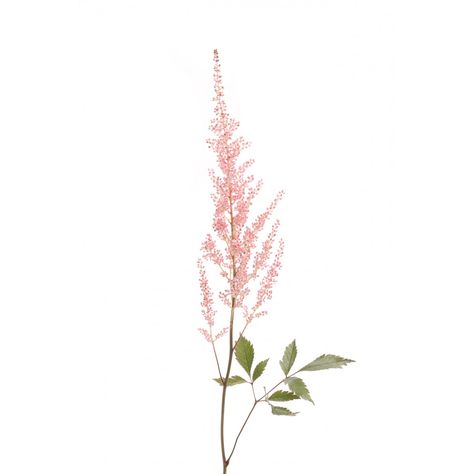 Astilbe Flower, Draw Flowers Watercolor, Pink Astilbe, Flower Tattoo Shoulder, Peonies Garden, Orchid Care, Flower Therapy, Pink Ivory, Nature Garden