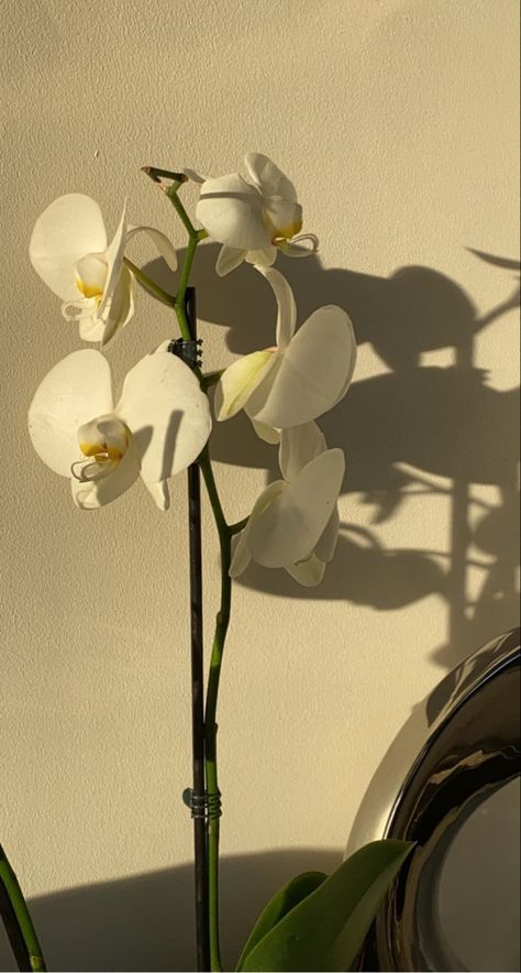 a white moth orchid Orchid Wallpaper Aesthetic, Orchids Aesthetic, Orchid Aesthetic Wallpaper, Orchid Aesthetic Flower, Orchid Flower Aesthetic, Orchid Aesthetic, Orchids Aesthetic Vintage, White Orchid Wallpaper Iphone, Egret Orchid