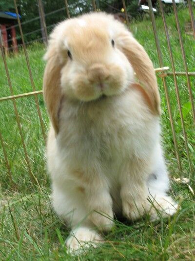 Are YOU talking to ME? Cute Brown Bunny, Cute Fluffy Rabbit, Brown And White Bunnies, Wild Baby Rabbits, Mini Lop Bunnies, Lop Eared Bunny, Rabbits Cuddling, Lop Bunnies, Mini Lop