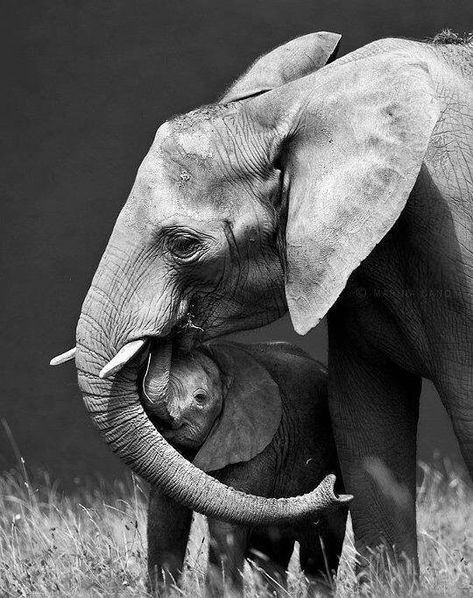 Gallery Exhibit, Elephant Photography, Regnul Animal, Elephants Never Forget, Elephant Pictures, Elephants Photos, Baby Elephants, Save The Elephants, Exotic Animals