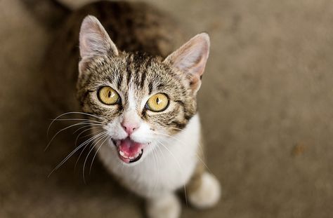 Cat Meowing Cat Yowling, Cat Body, Cat Info, Feral Cats, Cat Behavior, Cat Facts, Domestic Cat, Animal Hospital, Happy Animals