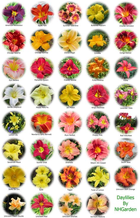 Pretty Flower Names, Flowers Chart, Flowers Name List, Types Of Lilies, Patio Container Gardening, Flower Chart, Flower Identification, Flower Guide, Shade Flowers