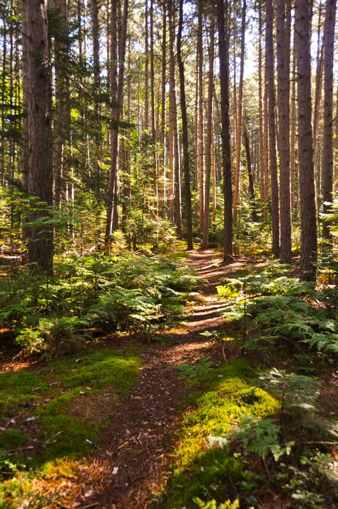 Michigan Forest, Forest Trail, Forest Path, White Birch, Walk In The Woods, Tree Forest, Pretty Places, In The Woods, Nature Pictures