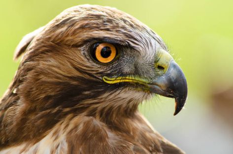 Hawk Eye, Hawk Bird, Different Types Of Animals, Eye Pictures, Bow Arrow, Types Of Animals, Hawkeye, Birds Eye, Hawks